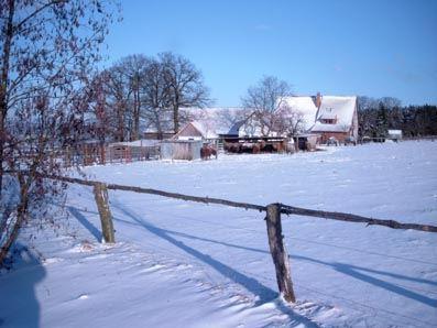 Blick zu den Highlandrindern