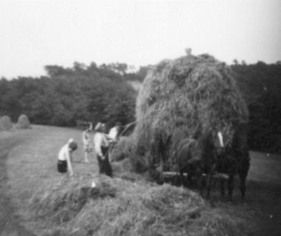 Heuernte 1965